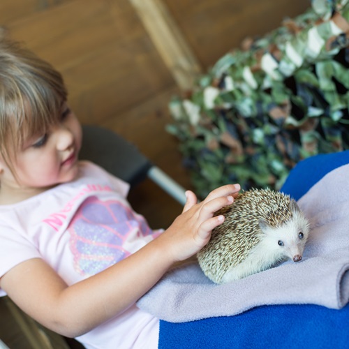 Child petting a hedgehog at the Woodland Weekend event in 2019