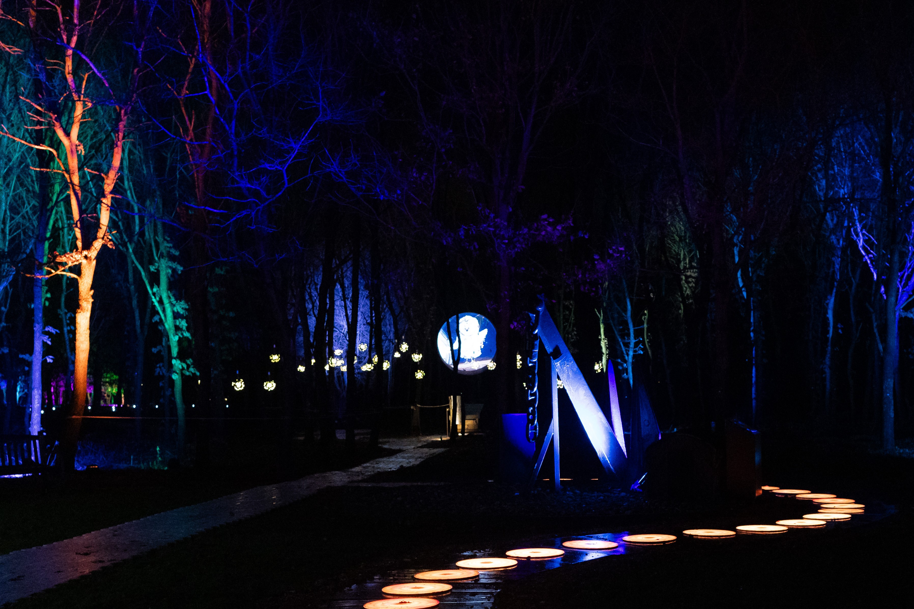 The Merchant Navy Woodland lit up as part of Illuminated Arboretum 2024