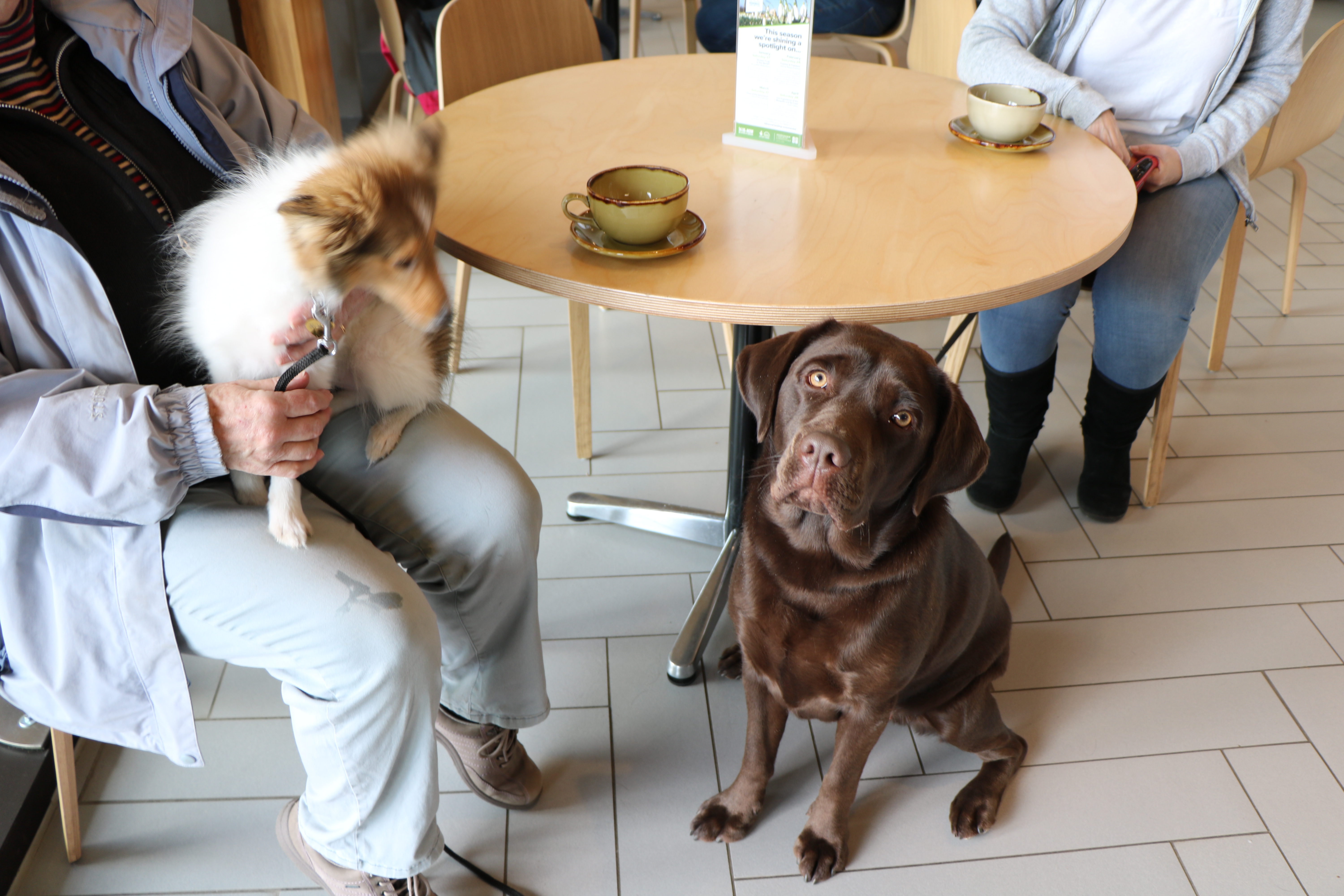 Dog Friendly_Coffee Shop