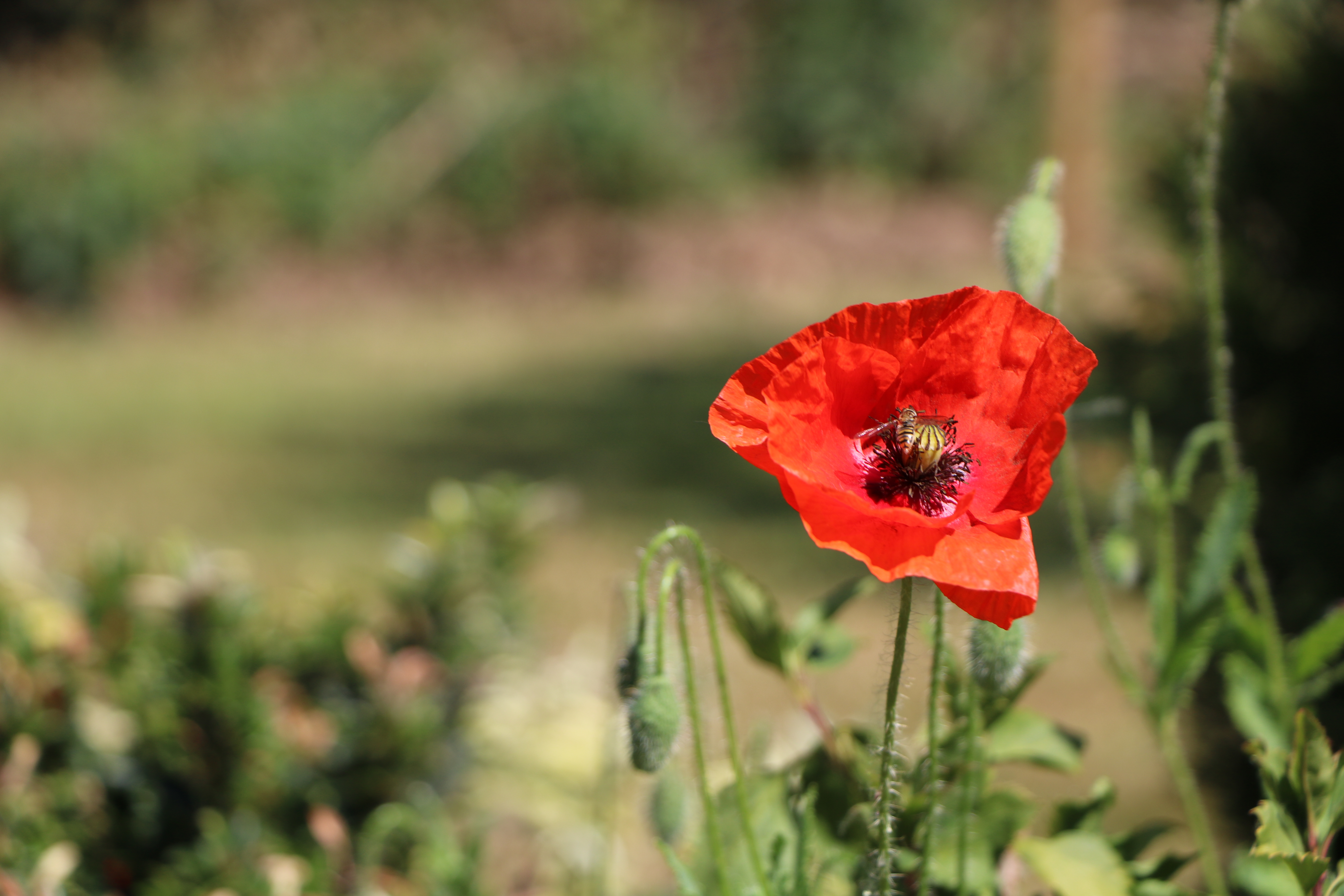An image of a Poppy in The Royal British Legion Poppy Field