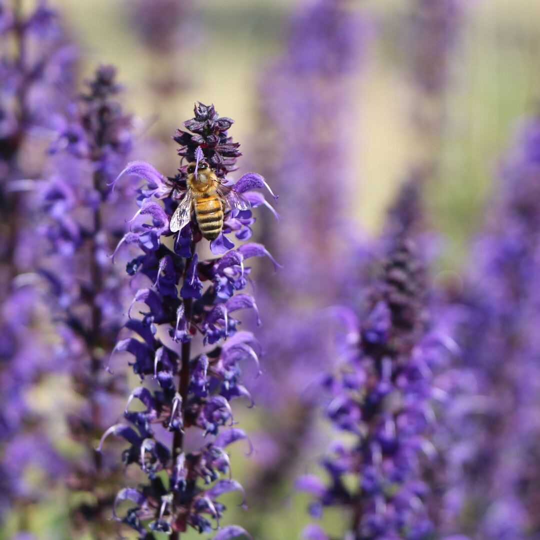 Bee on Lavender