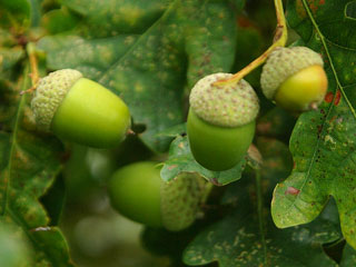 Image of acorns and oak leaves