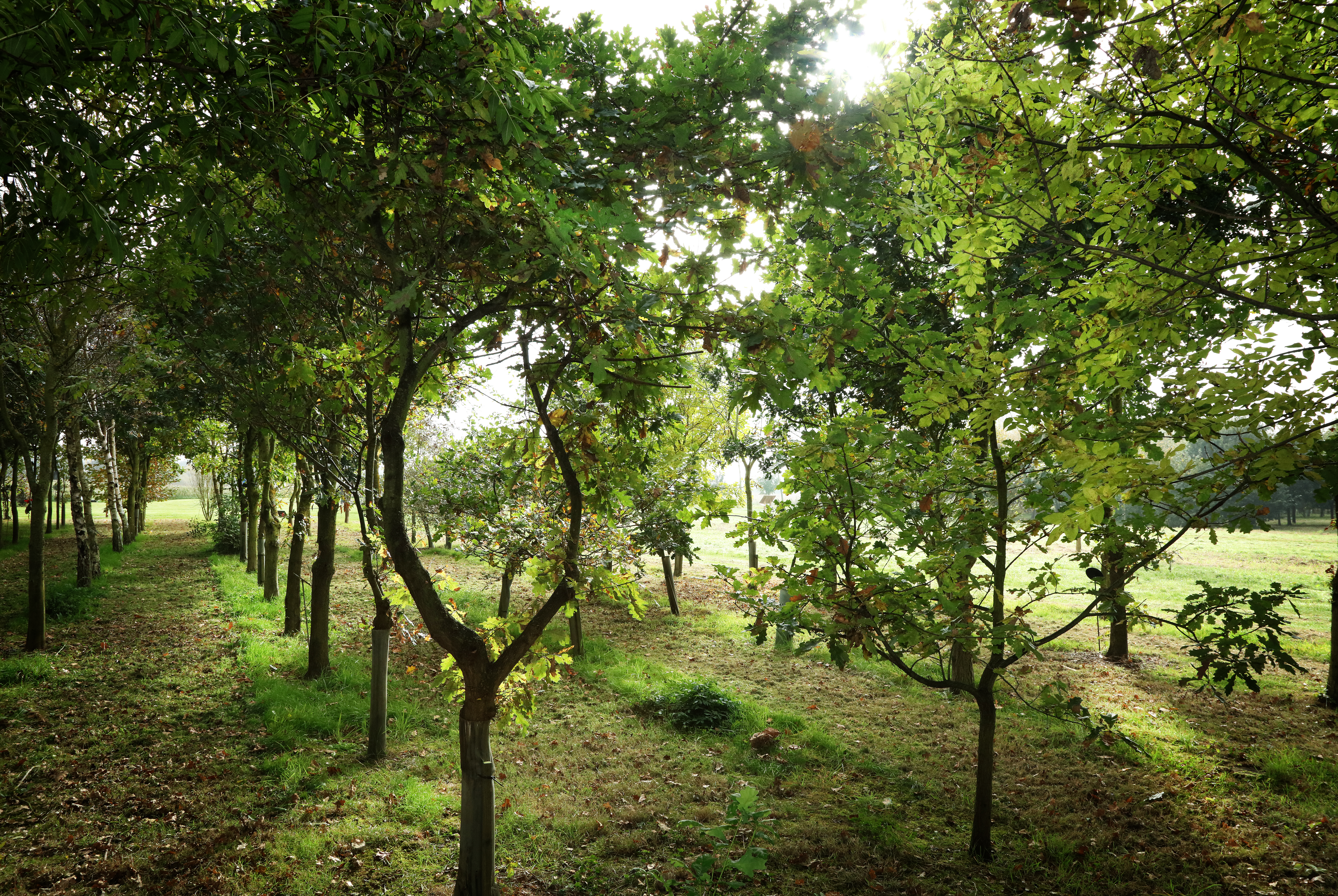 Trees at the Arboretum