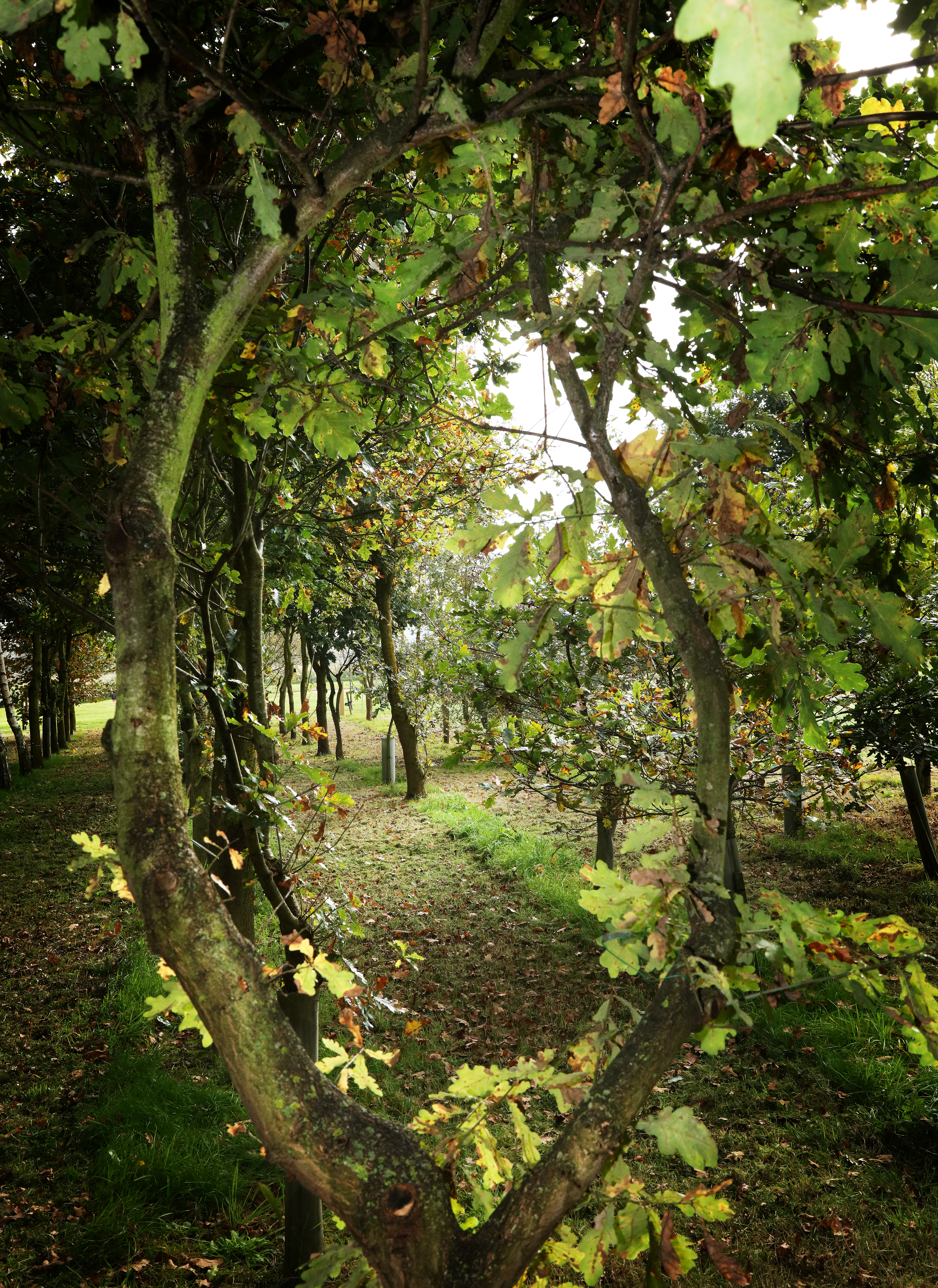 Woodland at the Arboretum